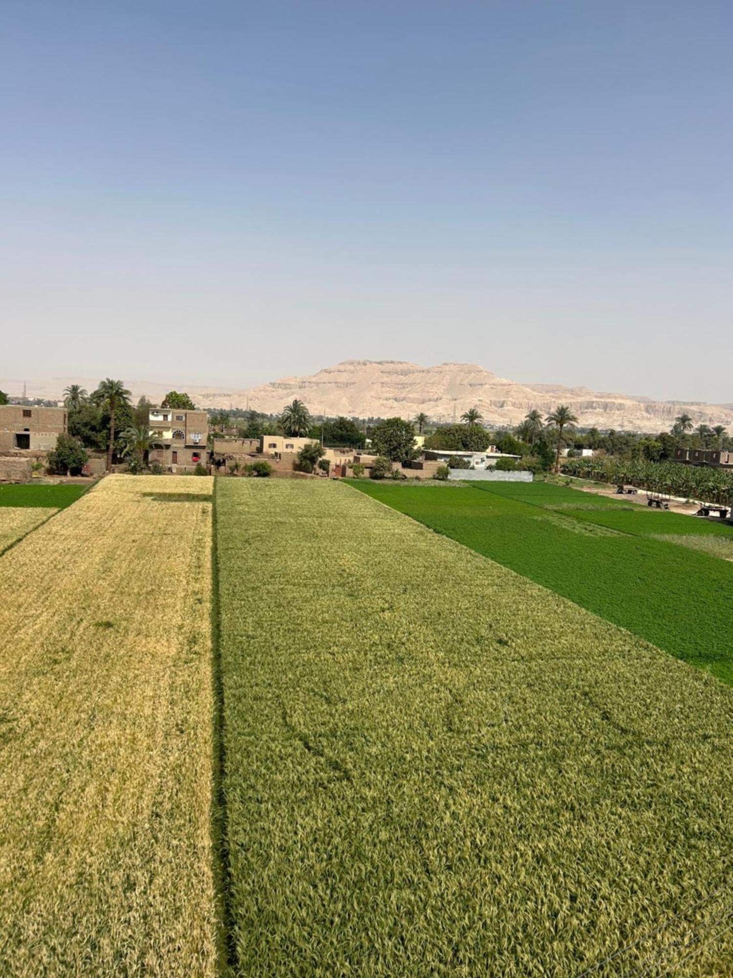 Lel Agalta Lemon Tree Apartments Luxor מראה חיצוני תמונה